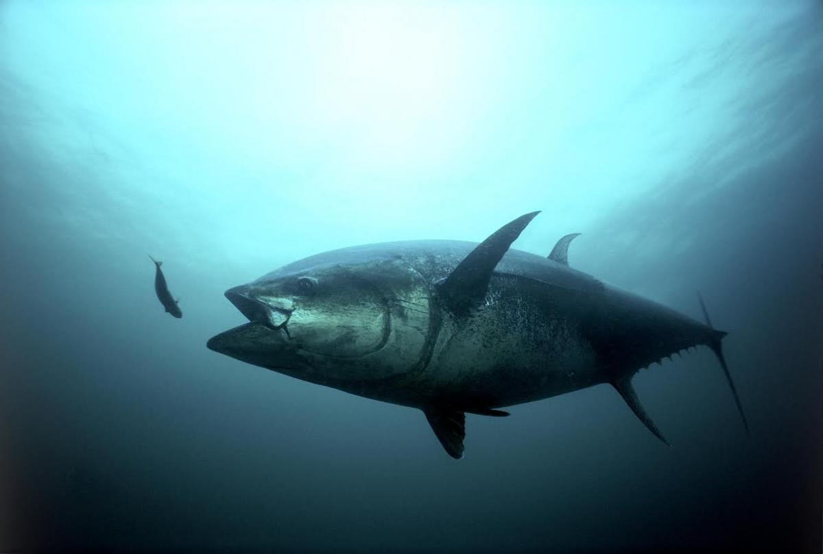 Bluefin tuna swimming